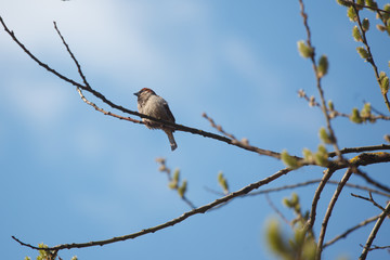 The bird on the tree in spring
