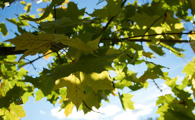 Autumn park, golden leaves, sun and sky.