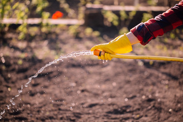 Female hands in yellow gloves hold a yellow hose watering the garden.