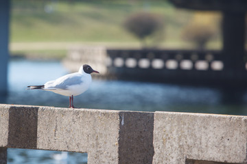 The gull on the fence near the river