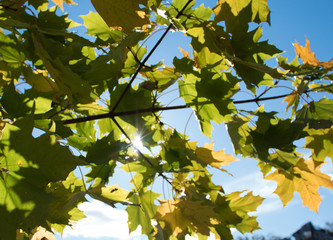 Autumn park, golden leaves, sun and sky.