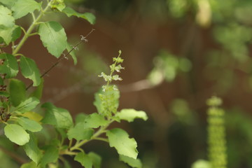 holy basil flower and leaves in garden