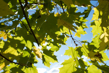 Fototapeta na wymiar Autumn park, golden leaves, sun and sky.