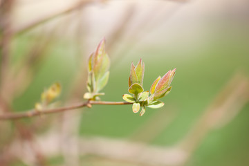 The new leaves from the buds on the trees in spring