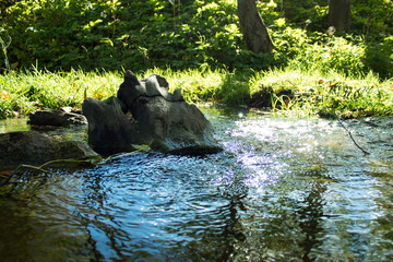Creek in the forest