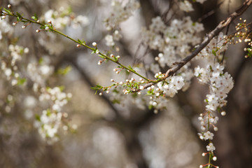 white cherry flowers on the trees in spring