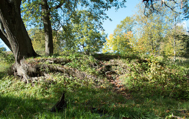 tree in the autumn park