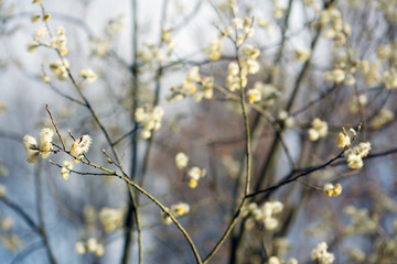 young flowers and leaves on the trees in spring