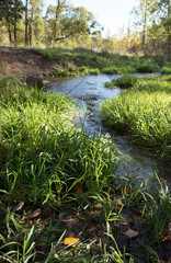 Creek in the forest