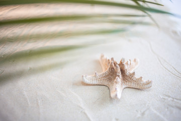 Fototapeta na wymiar Tropical beach A green palm leaf, and lonely starfish, lie on white fine sand. Desktop wallpaper.