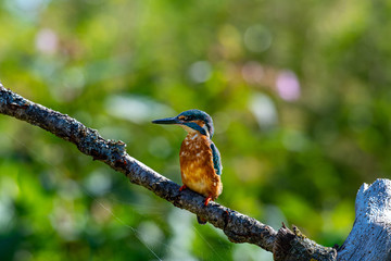 Male kingfisher (Alcedo atthis) on a branch in spring sunshine in England
