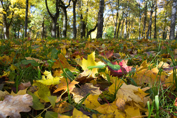 golden autumn leaves in the park