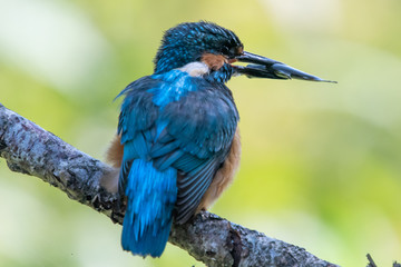 Male kingfisher (Alcedo atthis) on a branch in spring sunshine in England