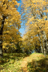 
Autumn park, golden leaves, sun and sky.