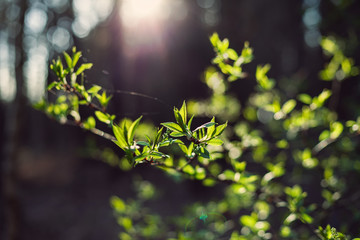 green leaves in the forest