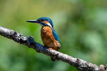Male kingfisher (Alcedo atthis) on a branch in spring sunshine in England