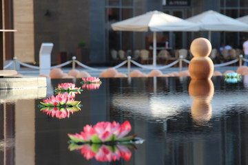 Lotus flowers floating on water in Dubai Marina walk