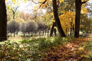
Autumn park, golden mapel leaves, sun