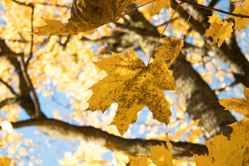 Autumn park, golden leaves, sun and sky.