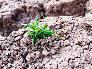 Cracked ground Caused by drought or dryness