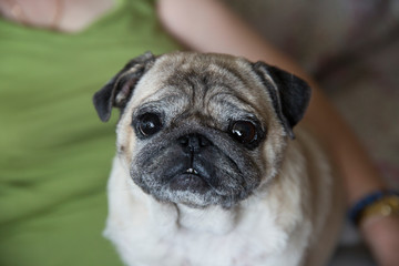 Portrait of a pug. The pug has a sad face. Pug female.