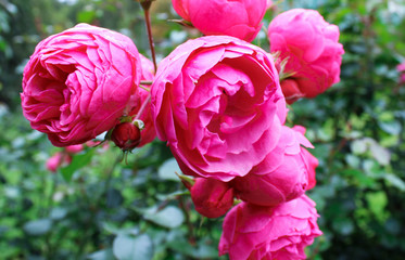 flower, rose, pink, garden
