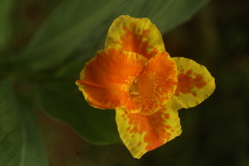 Fototapeta premium orange poppy flower