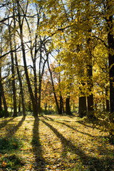 
Autumn park, golden leaves, sun and shadows.