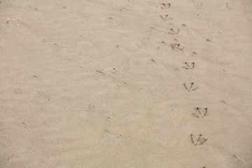 Fototapeta na wymiar seagull's footprints