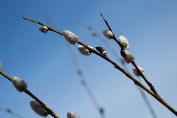 willow (Salix), sky, spring, easter 