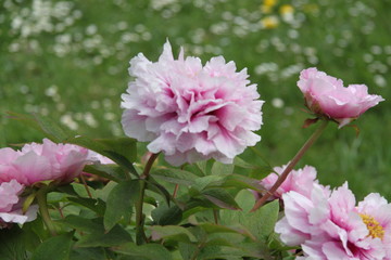 Peony bud spring flower blossom

