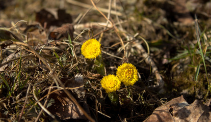 coltsfoot (Tussilago farfara), yellow flowers,spring 