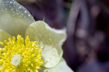 Spring first flowers in drops of dew