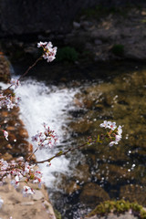 Obraz na płótnie Canvas 芦屋川と満開の桜