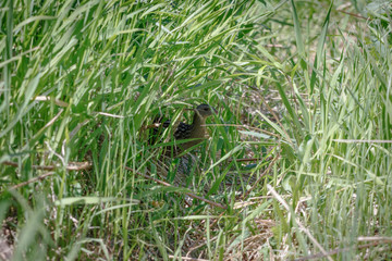 Corncrake, Corn crake (Crex crex).