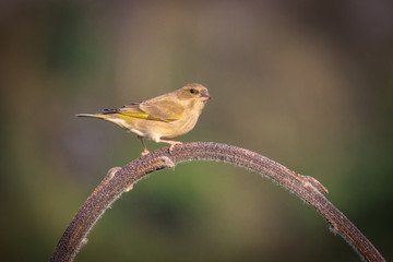 verdone posato su un ramo	
