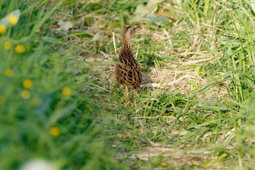 Obraz premium Corncrake, Corn crake (Crex crex).