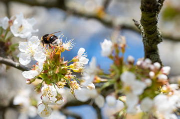 Detail of bumblebee on globular bunch of florets of cherry tree. Flower ball with white petals. Branch of fruit tree in bloom in spring.