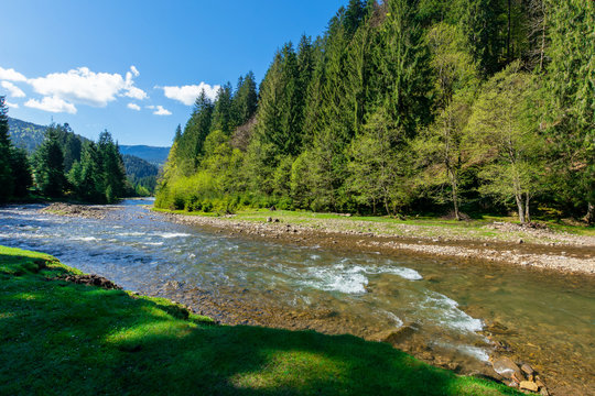 river scenery among the forest in mountains. beautiful alpine landscape in spring. Synevyr National park is a popular destination of Ukrainian Carpathians. calm water flow with stones on the shore