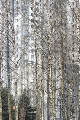 Birch Grove. Trunks of birch trees and behind them a multi-story residential building.