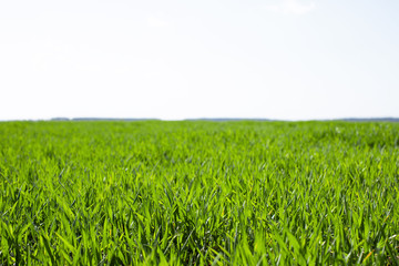 The field of young green wheat. Background green grass
