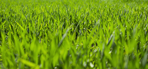 Green spring field of young wheat. Green grass background