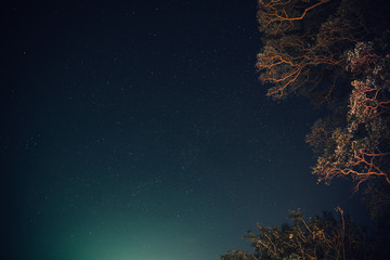 night sky with star and tree.