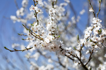 Branches of a flowering tree against blue sky. Spring background