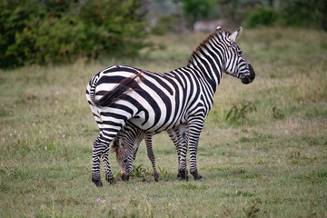 mother Zebra watching over its foal as it feeds in the Masai Mara 