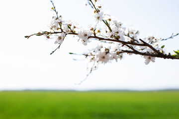 cherry blossom in spring  on green field background. Spring background