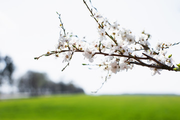 cherry blossom in spring  on green field background. Spring background