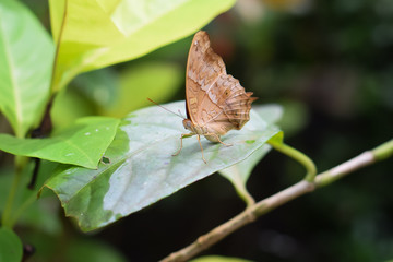 Obraz premium Newborn butterfly sitting on a flower. Butterfly nursery in Bali, Indonesia.