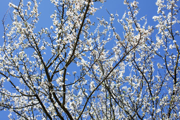 Branches of a flowering tree against blue sky. Spring background