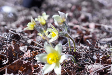 Spring first flowers in drops of dew